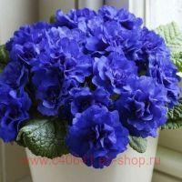  BELARINA Cobalt Blue 30