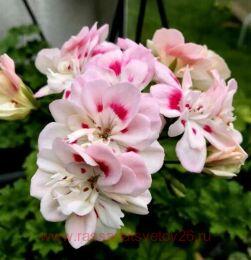   Unicorn zonartic Bride