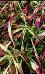  Fancy Feathes Pink 176