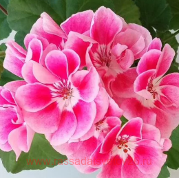   pac&#174; Spanish Wine&#174; Ros&#233; 107