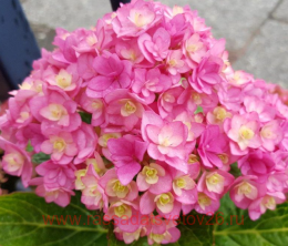   Together Rose ( ) 167