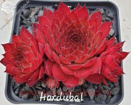 �������� Hordubal 62