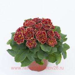  BELARINA Maple Sugar 45