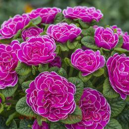  BELARINA Rosalina 46