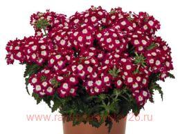   Empress Flair Cherry Charme