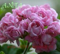 ���������� ���������� Anita 20