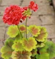 ���������� ���� ��������� �������� 259