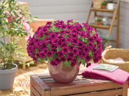  GO!Tunia Burgundy