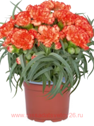  MEDITERRANEO Bora Bora 70