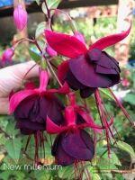  Rohees New Millenium 79