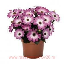  Margarita	Pink Flare 18