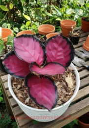 ������� Calathea Crimson 17
