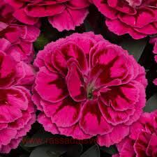  Oscar	Purple Wing 18