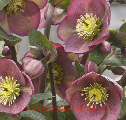  Helleborus Frostkiss Pippas Purple 19