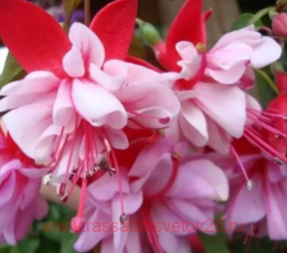  Tausendsch&#246;n 190