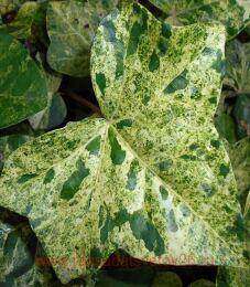 ���� ���������� 'PROFESSOR SENETA' 40