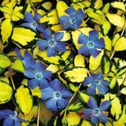  minor Illumination 4