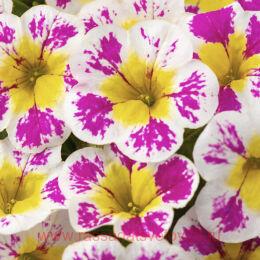 ���������� candy shop neon pink 14