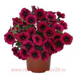  SWEETUNIA BLACKBERRY GEM 81