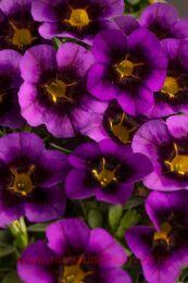 ���������� Eyecatcher Purple 25