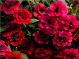 ���������� Mini Famous Neo Double Dark Red 29