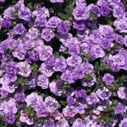 ���������� MINIFAMOUS NEO DOUBLE LOOPY LAVENDER 11