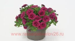 ���������� MINIFAMOUS ORO DOUBLE MAGENTA 36