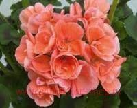 ���������� Sunrise ® Eroica 292