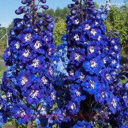 ���������� Magic Fountain Dark Blue White Bee 8