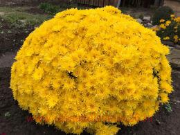   Cruise Yellow (DB Dark Yellow) 2