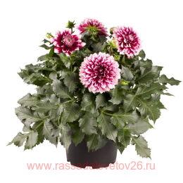 	DALAYA MAXI CANCUN 8