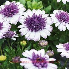  3D Blueberry Shake 19