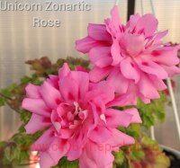  Unicorn Zonartic Rose 99