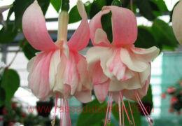  Gartenbauverein Eupen 55