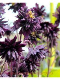 ��������� ������������ Barlow Black 1