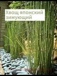 ���� �������� �������� 