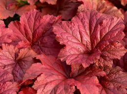    (Bloody Dinosaur) 203