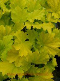    (Lemon Dinosaur) 207