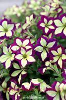  Crazytunia Lucky Lilac 167