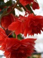   BELLECONIA Red Experimental 33-1