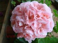 ���������� �������� PAC Salmon Komtess 140