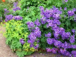 ������ ������� Rosemoor 9