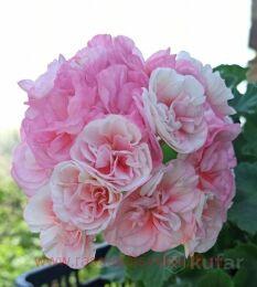 ���������� ����� Eternity