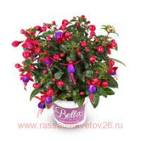  BELLA FUCHSIA&#174; VERA 300
