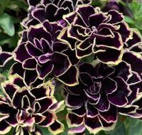  Mystikal Midnight Gold 85