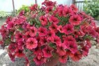   BeautiCal Bordeaux 134