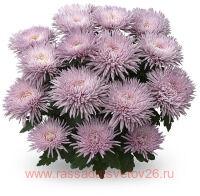 ���������� ��������������� Alaka rose 29