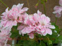 ���������� �������� Saga 86