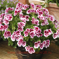   Candy Flowers&#174; Bicolor 61