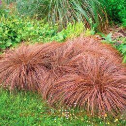 ����� ����������� Bronco (������) 45